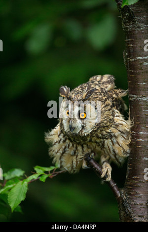 Gufo reale (Bubo bubo) si prepara a balzare in preda al crepuscolo Foto Stock