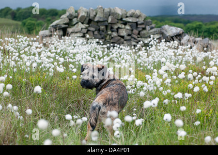 Un confine Terrier in piedi in cotone su erba selvatica moorland nel Derbyshire Foto Stock