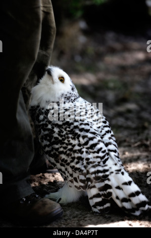 Scavando la civetta (Athene cunicularia) guardando lontano. Foto Stock