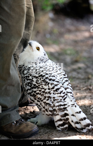 Scavando la civetta (Athene cunicularia) guardando lontano. Foto Stock