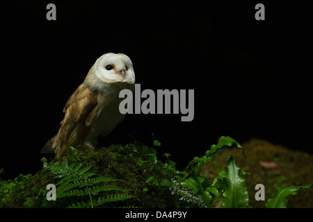 Europeo Barbagianni (Tyto alba) arroccata su una roccia del peering nel cielo notturno Foto Stock