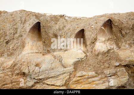 Mosasaur dente fossile nella matrice di arenaria in Marocco Foto Stock