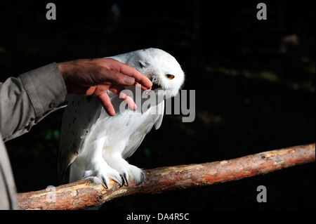 Mani accarezzare giovani civetta delle nevi (Bubo scandiacus), il Gufo godendo di esso. Foto Stock