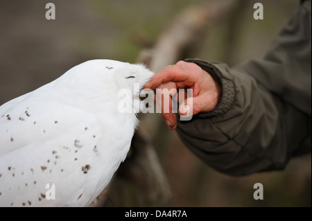 Mani accarezzare giovani civetta delle nevi (Bubo scandiacus), il Gufo godendo di esso. Foto Stock