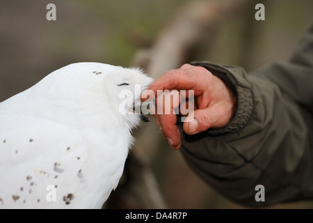 Mani accarezzare giovani civetta delle nevi (Bubo scandiacus), il Gufo godendo di esso. Foto Stock