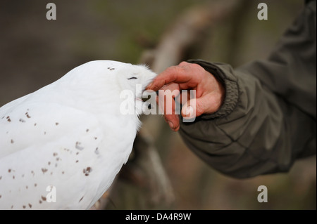 Mani accarezzare giovani civetta delle nevi (Bubo scandiacus), il Gufo godendo di esso. Foto Stock