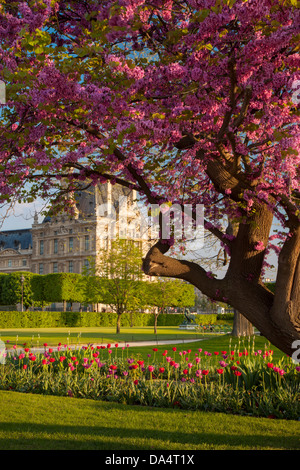 Serata primaverile nel Jardin des Tuileries con il Musee du Louvre al di là, Parigi Francia Foto Stock