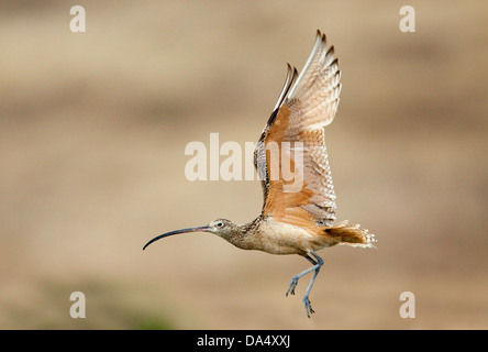 A lungo fatturati Curlew Numenius americanus Moss Landing, California, Stati Uniti 24 giugno adulto in volo. Scolopacidae Foto Stock