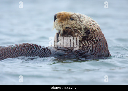 Sea Otter Enhydra lutris Moss Landing, California, Stati Uniti 24 giugno Mustelidae adulti Foto Stock