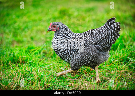 Free range Plymouth Rock o bloccate le rocce a piedi di pollo su erba verde per esterno Foto Stock