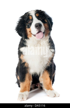 Ritratto di una razza Bovaro del Bernese di fronte a uno sfondo bianco Foto Stock