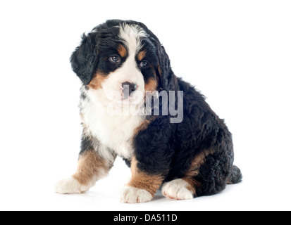 Ritratto di una razza Bovaro del Bernese di fronte a uno sfondo bianco Foto Stock