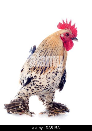 Un piccolo gallo bantam su sfondo bianco Foto Stock