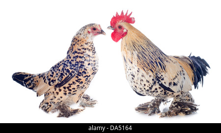 Un piccolo gallo bantam e pollo su sfondo bianco Foto Stock