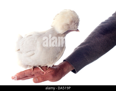 Bella bantam olandese su sfondo bianco Foto Stock