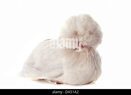 Bella bantam olandese su sfondo bianco Foto Stock