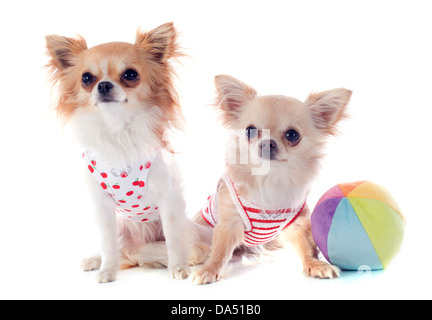 Ritratto di simpatici cuccioli di razza chihuahuas davanti a uno sfondo bianco Foto Stock