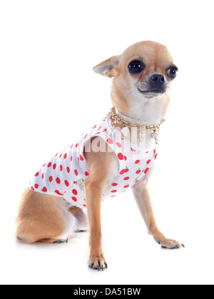 Ritratto di un simpatico vestito chihuahua davanti a uno sfondo bianco Foto Stock