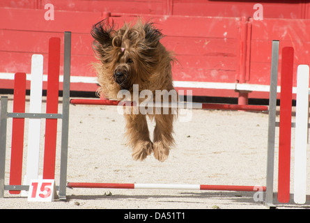 Ritratto di una razza sheepdog francese briard in agilità Foto Stock