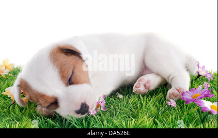 Ritratto di un sonno cucciolo jack russel terrier in studio Foto Stock