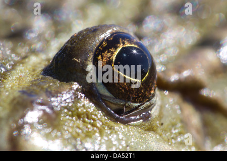 I dettagli di un comune rospi eye sono chiaramente illustrati in questo vicino. Foto Stock