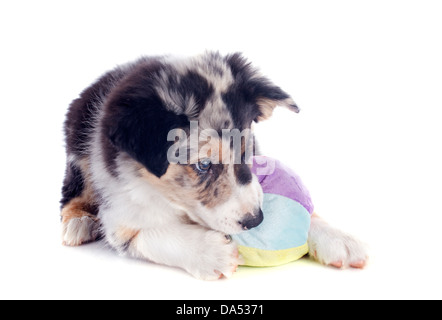 Ritratto di cucciolo di Border Collie giocando con una palla di fronte a uno sfondo bianco Foto Stock