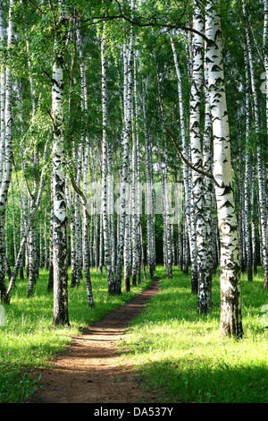 Percorso di sera in estate birch grove Foto Stock