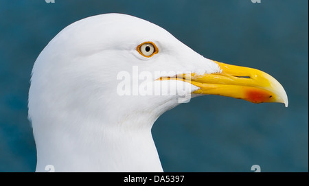 Seagull permanente sulla baia di Whitby Pier con il mare in background Foto Stock