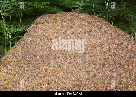 Legno meridionale formiche nido- formica rufa, New Forest, Hampshire, Inghilterra, Regno Unito Foto Stock