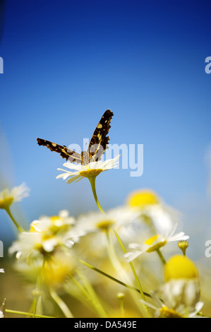 Farfalla monarca in appoggio su di un fiore a margherita Foto Stock