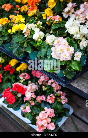 I vassoi di fiori in vendita in vivaio store Foto Stock