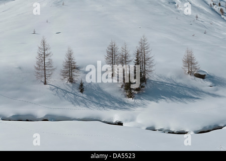 La Svizzera, Grigioni, Grigioni, Europa Sertigtal, Davos, inverno, la neve, alberi Foto Stock