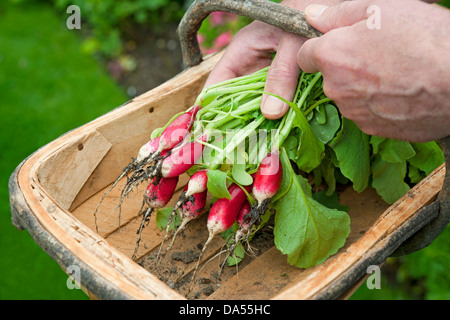 Primo piano di uomo che mette mazzo di appena raccolto Ravanelli in una trocca (Raphanus Sativus) Inghilterra Regno Unito GB Gran Bretagna Foto Stock