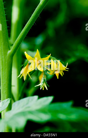 Primo piano di fiori gialli su una pianta di pomodoro (Varietà Shirley) Inghilterra Regno Unito GB Gran Bretagna Foto Stock