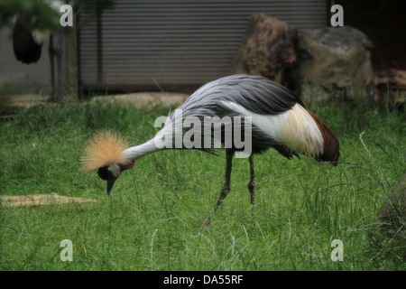 East African Crowned Crane (Balearica regulorum gibbericeps) alimentazione da terra Foto Stock