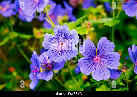 Primo piano dei fiori blu viola geranio cranesbill fioritura nel giardino estivo Inghilterra Regno Unito GB Gran Bretagna Foto Stock