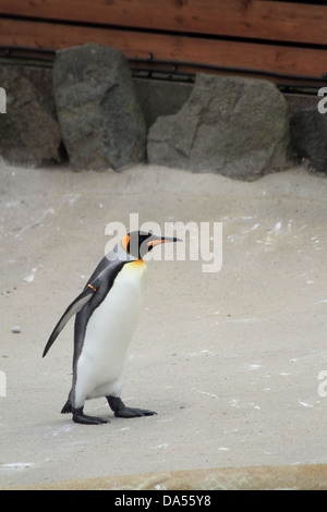 Pinguino Foto Stock