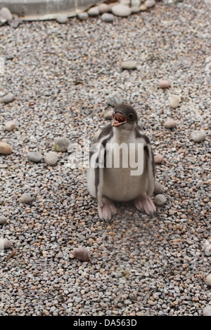 Baby pinguino Gentoo (Pygoscelis papua) Foto Stock
