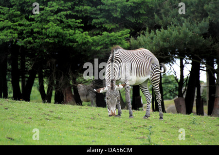 Di Grevy zebra (Equus grevyi) pascolare in un campo di erba Foto Stock