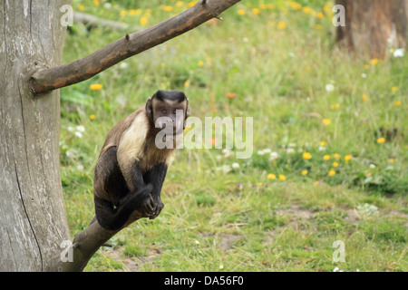 Cappuccino marrone (Cebus apella) seduta di scimmia in una struttura ad albero Foto Stock