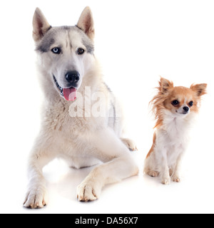 Ritratto di una splendida razza siberian husky e chihuahua Foto Stock