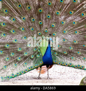 Europeo maschio blu pavone o Peafowl indiano (Pavo cristatus) mostra la sua impressionante tail-piume Foto Stock