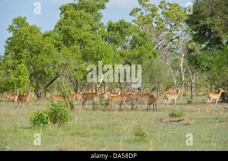 Buffon's Kob - Western Kob (Kobus kobus kob) allevamento Pendjari National Park - Benin Foto Stock