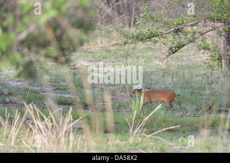 Rosso-fiancheggiata Duiker (Cephalophus rufilatus) nella boccola Pendjari National Park - Benin Foto Stock