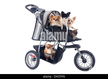 Ritratto di un simpatico chihuahuas di razza in passeggino Foto Stock