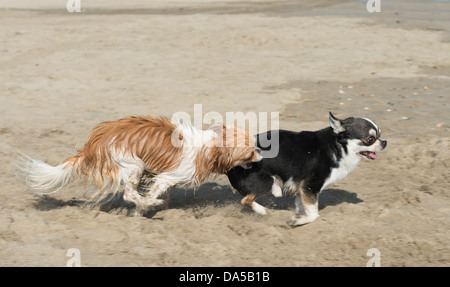 Ritratto di un simpatico di razza chihuahua sulla spiaggia Foto Stock