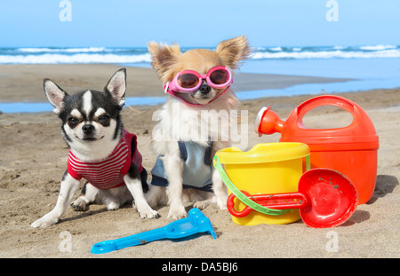 Ritratto di un simpatico di razza chihuahuas sulla spiaggia Foto Stock