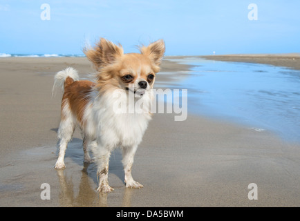 Ritratto di un simpatico di razza chihuahua sulla spiaggia Foto Stock