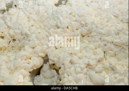 La Svizzera, Europa, Vaud, Saint George, cibo, formaggio, la tradizione, la fabbrica di formaggio, artigianato, AOC, Vacherin Mont-d'Or, il latte prodotto, Foto Stock