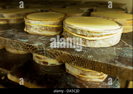 La Svizzera, Europa, Vaud, Saint George, cibo, formaggio, la tradizione, la fabbrica di formaggio, artigianato, AOC, Vacherin Mont-d'Or, il latte prodotto, Foto Stock